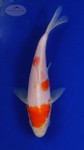 Koi 452 3-4 inches [PW-T27-452]