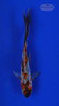 Goldfish 454 3-4 inches [PW-T27-454]