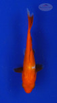 Goldfish 457 3-4 inches [PW-T27-457]