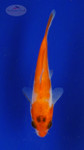 Koi 458 3-4 inches [PW-T28-458]