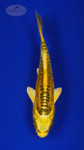 Koi 459 3-4 inches [PW-T28-459]