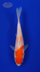 Koi 465 3-4 inches [PW-T28-465]