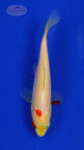 Goldfish 469 3-4 inches [PW-T28-469]