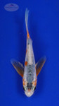 Koi 499 3-4 inches [PW-T30-499]