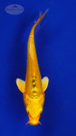 Koi 505 3-4 inches [PW-T7-505]