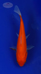 Goldfish 511 3-4 inches [PW-T7-511]