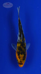 Koi 519 3-4 inches [PW-T7-519]