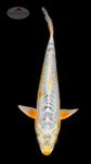 Citrus Kawarigoi 11 inches [ESH13-52626-8]