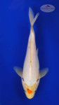 Micro Tancho 8 inches [ESH15-52626-4]