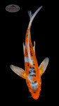 Shusui 12 inches [ESH17-52626-8]