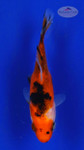 Goldfish 528 3-4 inches[PW-T29-528]