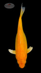 Orenji 11 inches [ED2-6526-6]