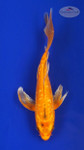 Koi 530 3-4 inches [PW-T3-530]