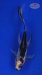 Goldfish 531 3-4 inches [PW-T3-531]