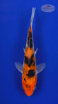 Koi 532 3-4 inches [PW-T3-532]
