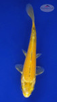 Koi 533 3-4 inches [PW-T3-533]
