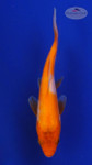 Koi 534 3-4 inches [PW-T3-534]