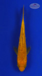 Koi 535 3-4 inches [PW-T3-535]
