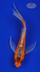 Koi 537 3-4 inches [PW-T3-537]