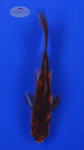 Goldfish 539 3-4 inches [PW-T3-539]
