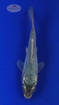 Koi 540 3-4 inches [PW-T3-540]