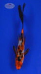 Goldfish 541 3-4 inches [PW-T3-541]