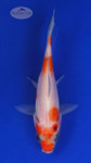 Goldfish 542 3-4 inches [PW-T3-542]