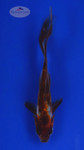 Goldfish 543 3-4 inches [PW-T3-543]