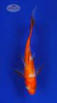 Goldfish 544 3-4 inches [PW-T3-544]