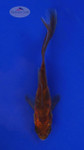 Goldfish 545 3-4 inches [PW-T3-545]