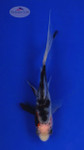Goldfish 546 3-4 inches [PW-T3-546]