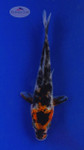 Koi 547 3-4 inches [PW-T3-547]