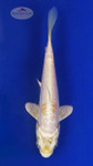 Koi 551 3-4 inches [PW-T2-551]