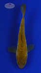 Koi 552 3-4 inches [PW-T2-552]