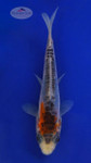 Koi 554 3-4 inches [PW-T2-554]