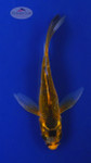Koi 557 3-4 inches [PW-T2-557]