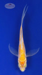 Koi 558 3-4 inches [PW-T2-558]