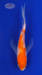 Koi 559 3-4 inches [PW-T2-559]