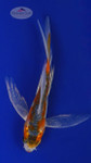 Koi 560 3-4 inches [PW-T2-560]