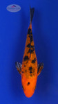 Koi 561 3-4 inches [PW-T2-561]