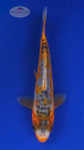 Koi 562 3-4 inches [PW-T2-562]