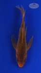 Koi 563 3-4 inches [PW-T2-563]