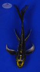 Koi 564 3-4 inches [PW-T6-564]