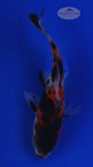 Goldfish 565 3-4 inches [PW-T6-565]