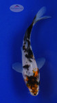 Koi 566 3-4 inches [PW-T6-566]