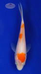 Koi 567 3-4 inches [PW-T6-567]