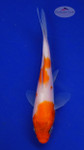 Koi 569 3-4 inches [PW-T6-569]
