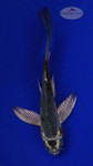 Koi 570 3-4 inches [PW-T6-570]