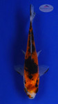 Goldfish 572 3-4 inches [PW-T6-572]
