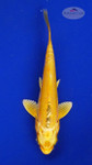 Koi 573 3-4 inches [PW-T6-573]
